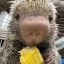 Rico the Porcupine Icon