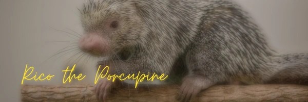 Rico the Porcupine Token Header
