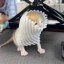 Wrapped Kitten Icon