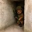 Bunky The War Dog Icon