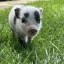 Petunia Icon