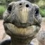 The Oldest Living Animal Icon