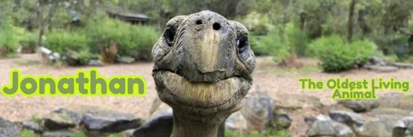 The Oldest Living Animal Token Header