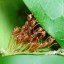 ANT COLONY Icon