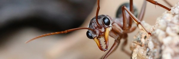 ANT COLONY Token Header