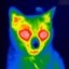 radiation cat Icon