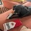 dogwifcig Icon