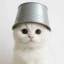BUCCAT Icon