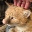 Jewish Cat Icon
