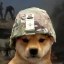 dogwifwar Icon