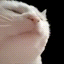 Vibe Cat Icon
