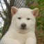 Toshi Icon