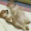 dog wif aura Icon