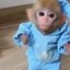 monke  Icon