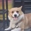 Smile Dog Icon