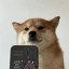 SelfieDogCoin Icon
