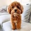 BENNY Icon