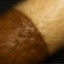 POOPFUN Icon