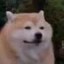 numbed dog Icon