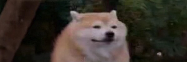 numbed dog Token Header