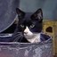 Gorbagana's Cat Icon