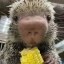 Rico the porcupine Icon