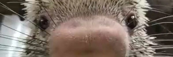 Rico the porcupine Token Header