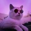 COOLCAT Icon