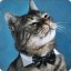 cat wif bow tie  Icon