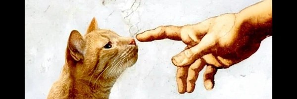wen i see a cat Token Header