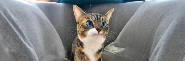 welp cat Token Header