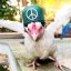 The Peace Warrior Chicken Icon