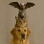 DogWifCatWifRatWifBatWifHat Icon