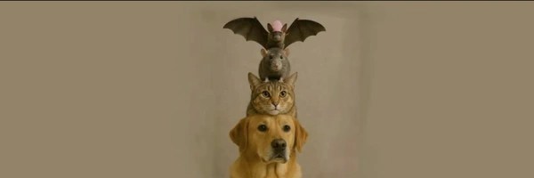 DogWifCatWifRatWifBatWifHat Token Header