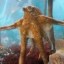 Okto The Octopus Icon
