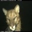 Trail Cam Animals Icon