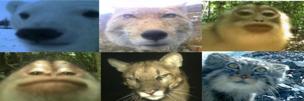 Trail Cam Animals Token Header