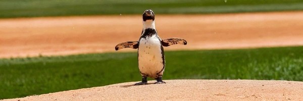 pepe the penguin Token Header