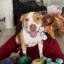 Dave Portnoy New Dog Icon
