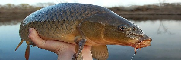 X Carp Cult Token Header