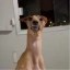 Long Neck Dog Icon