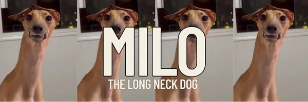 Long Neck Dog Token Header