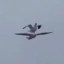 seagull on a seagull Icon