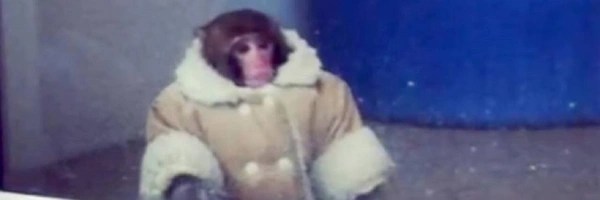 Alex the Artic Monkey Token Header