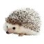 Carl Icon