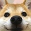 dog Icon