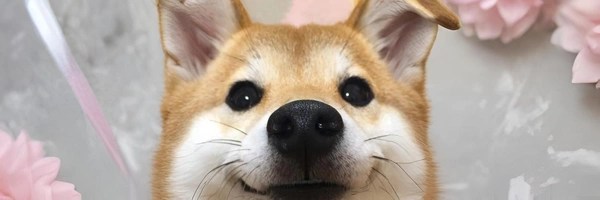 dog Token Header