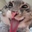 Rigby Icon