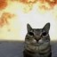 WarCat Icon