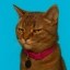 sus cat Icon